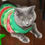 Cover cat ugly Christmas sweater